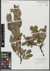 Foto von Salix hastata L.
